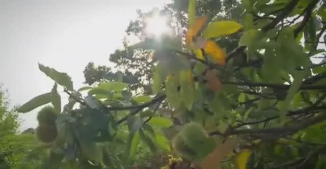 ....Каштан - Что мы знаем про него ...