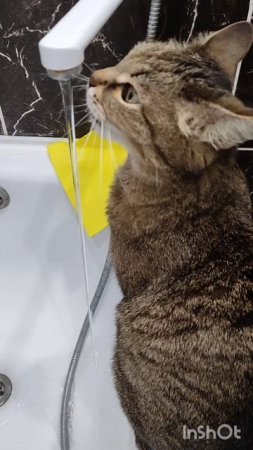 Привет с большого бодуна😺