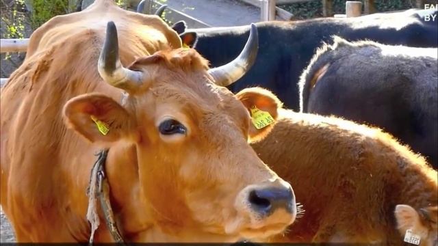 МУЛЬТИКИ ДЕТИШКАМ ПОДПИСЫВАЙТЕСЬ ПОЖАЛУЙСТА ПОДДЕРЖИТЕ