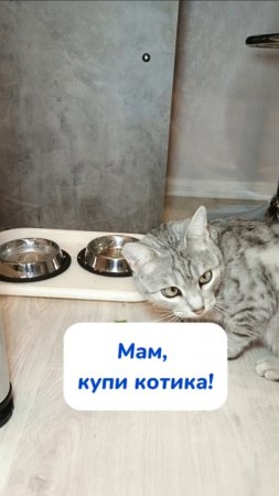 Только мамы ухаживают за котиками