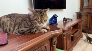 Лиса любит кошку Рысю