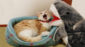 СМЕШНЫЕ КОТЫ 2025 ЛУЧШИЕ ПРИКОЛЫ С КОТАМИ, КОШКИ, КОТИКИ, СОБАЧКИ, СМЕШНОЕ ВИДЕО