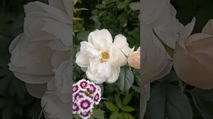 цветочки🌸🌼🌻🥀🌹🌷
