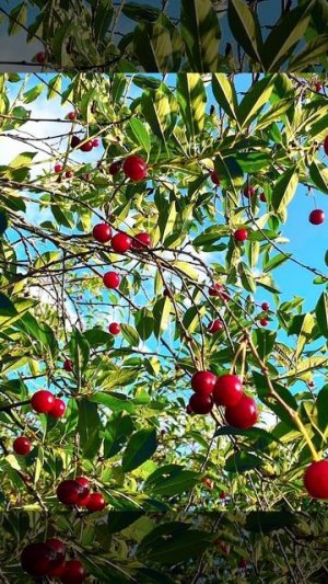 Цветы выращенные на участке и плоды Вишни и клубники 🌹🍓