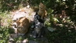 Карамелька пытается познакомиться с кошками... а нет, с садовыми фигурками кошек 😂