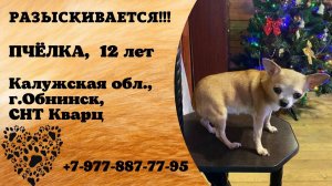 Пропала собака! ПЧЁЛКА. 12 лет. Калужская обл, г. Обнинск, СНТ Кварц