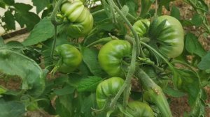 Потрясающая по эффективности подкормка для сладких и мясистых томатов, проще не бывает!