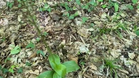 ЯТРЫШНИК ДИКАЯ ОРХИДЕЯ#орхидея#природа