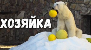 Медведица Хаарчаана - хозяйка снежной горы. Ленинградский зоопарк