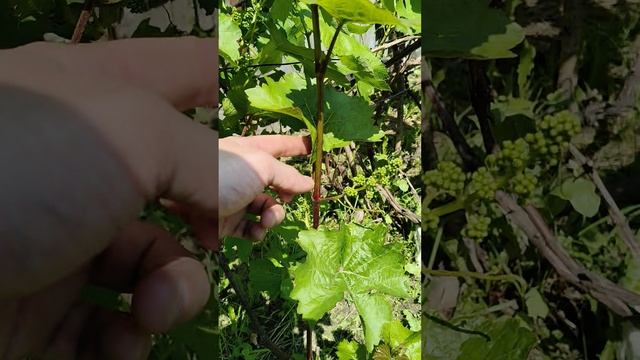 Выращивание винограда в Тверской области. Центральный регион.