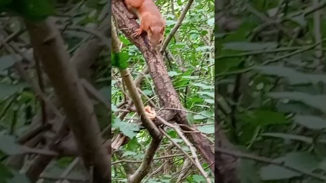04.07.25. белочка на дальней кормушке