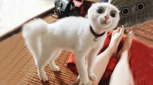 Приколы с котами! Смешные коты - Самые смешные животные С ОЗВУЧКОЙ! Ржака!!