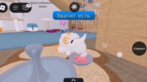 Как ведут себя другие коты и как ведёт себя наш кот