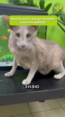 Мысли кота