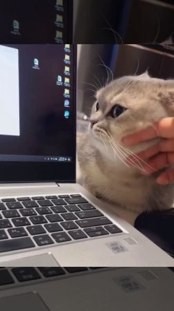 Кот помошник