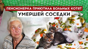 Пенсионерка приютила больных котят умершей соседки