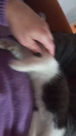 Котик мой