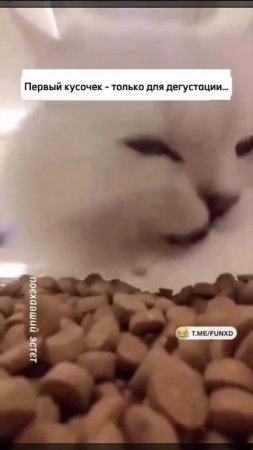 VID-20250704-WA0000.mp4