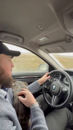 Котэ на BMW