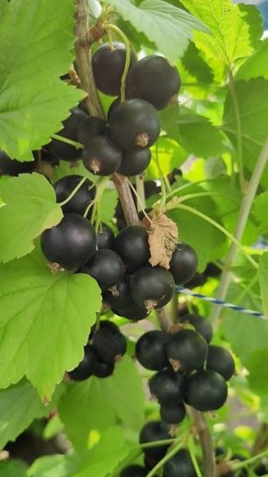 Смородина черная `Селеченская`