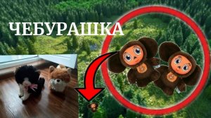 НАШ ДРОН ЗАСНЯЛ НАСТОЯЩУЮ ЧЕБУРАШКУ в реальной жизни!