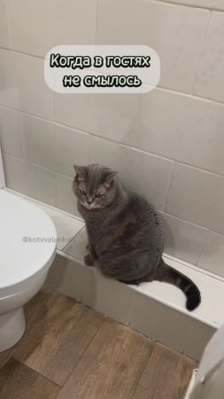 Случай из жизни #котики #котвваленках