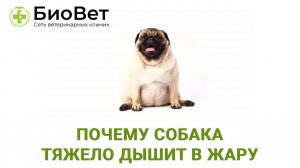 Почему собака тяжело дышит в жару