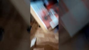 сделаю что скажите конкурс)