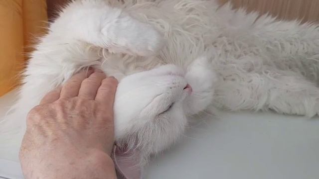 Леся и Сёма - Кошачья жизнь прекрасна