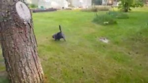 ЗНАКОМЬТЕСЬ - НАША КОТОЗВЕЗДА!