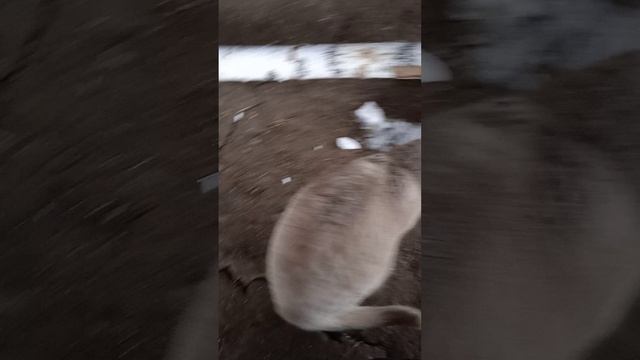 кот прижился