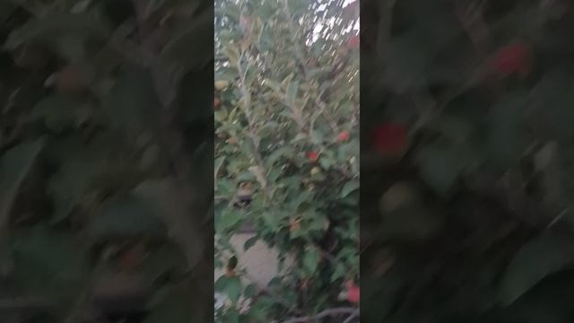 сорт яблони  "Полукультурная"