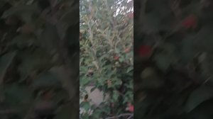 сорт яблони  "Полукультурная"