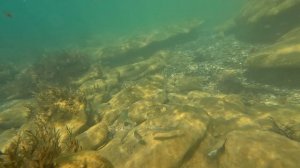 КРЫМ. АНДРЕЕВКА. Косяк серебряных рыб!