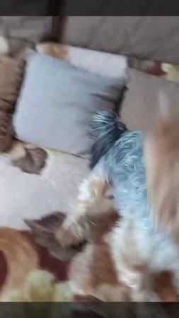 VDO020250624_151351 собачка