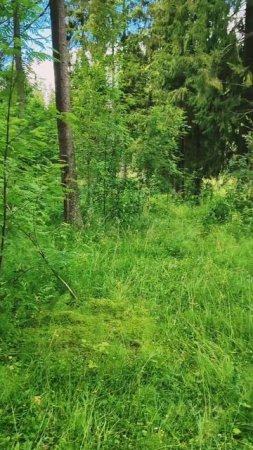Берегите лес и природу от мусора #природа #лес #лето