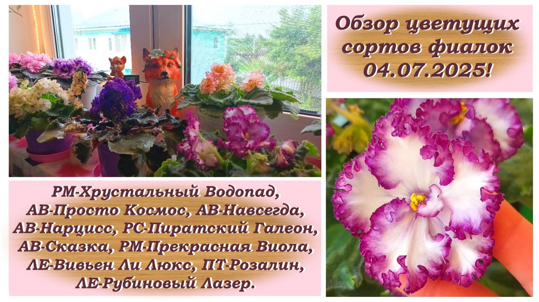 Обзор цветущих сортов фиалок 04.07.2025!