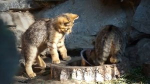 Котята европейской кошки могут поиграть и с чашкой, если рядом нет игрушек.