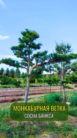 Монкабурная ветка. Сосна Банкса