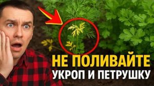 НЕ ПОЛИВАЙТЕ укроп и петрушку! 99% людей губят урожай этой 1 ошибкой.