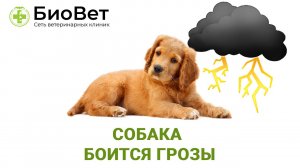 Собака боится грозы