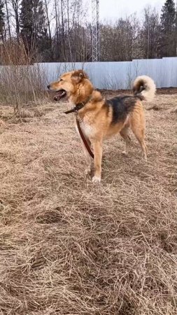 ДЖОЙ

Три года он был любимцем двора