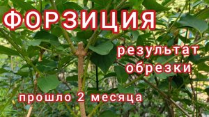 Форзиция. После обрезки