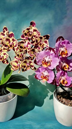 Phal. Black Piano 💜 & phal. Sponge Bob💛 Орхидеи-бабочки Блэк Пьяно и Спанч Боб в домашнем цветении