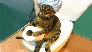 Приколы с котами! Смешные коты - Самые смешные животные С ОЗВУЧКОЙ! Ржака!!