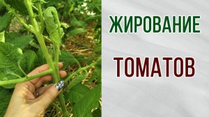 Жирование томатов. Чем грозит урожаю. Способы помощи. Как выглядит.