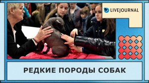 Самые редкие породы собак