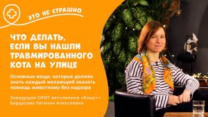 Это не страшно. Что делать, если вы нашли травмированного кота на улице?