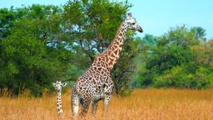 В гостях у обитателей саванны