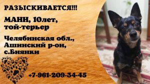 Пропала собака! МАНИ. 10 лет. Той-терьер. Челябинская область, Ашинский р-он, с. Биянка